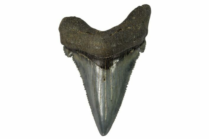 Serrated, Angustidens Tooth - Megalodon Ancestor #115731